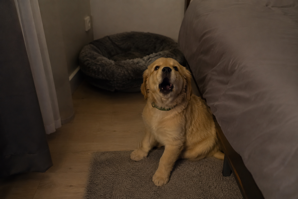 mon chiot pleure la nuit