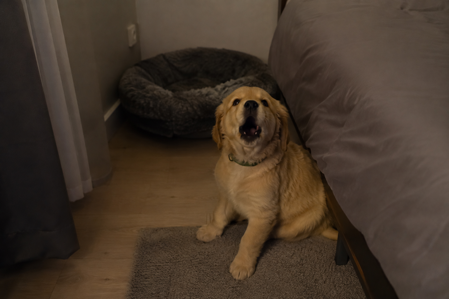 Mon chiot pleure la nuit : comment le calmer ?