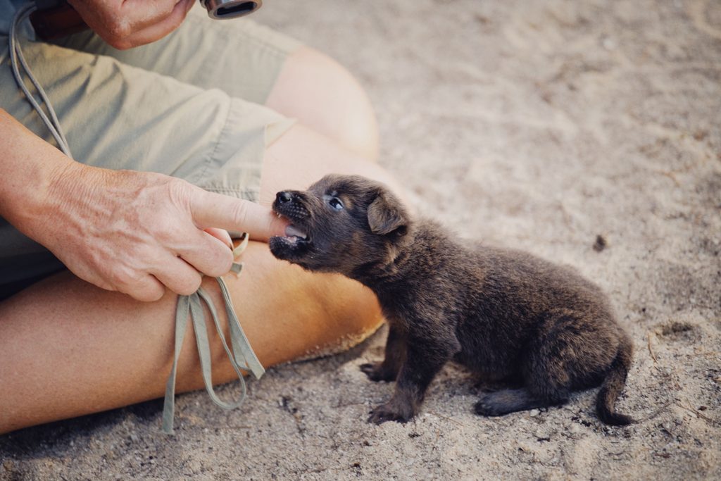 mon chiot mord les mains