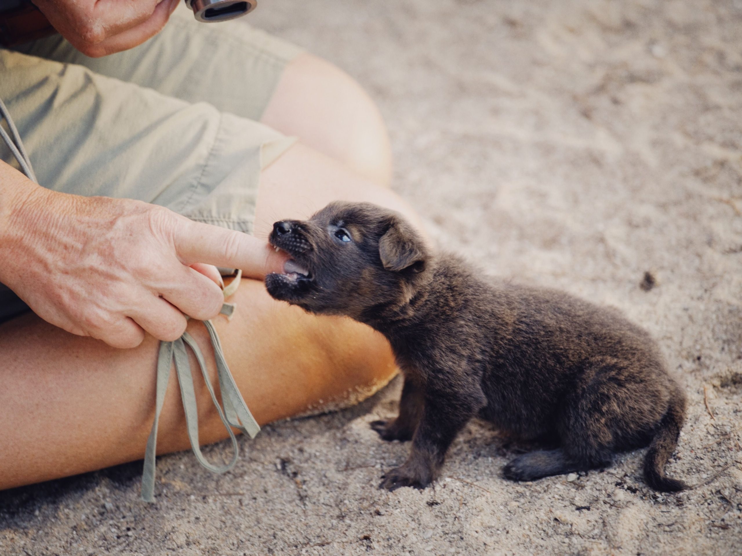 Mon chiot mord les mains : que faire ?