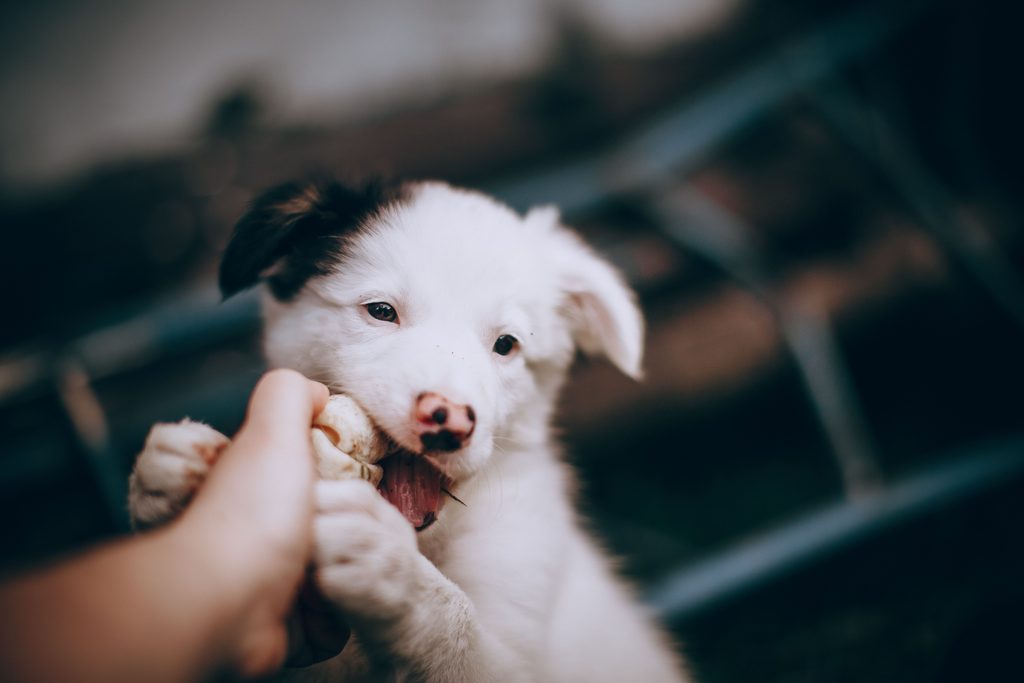 mon chiot mord fort en jouant