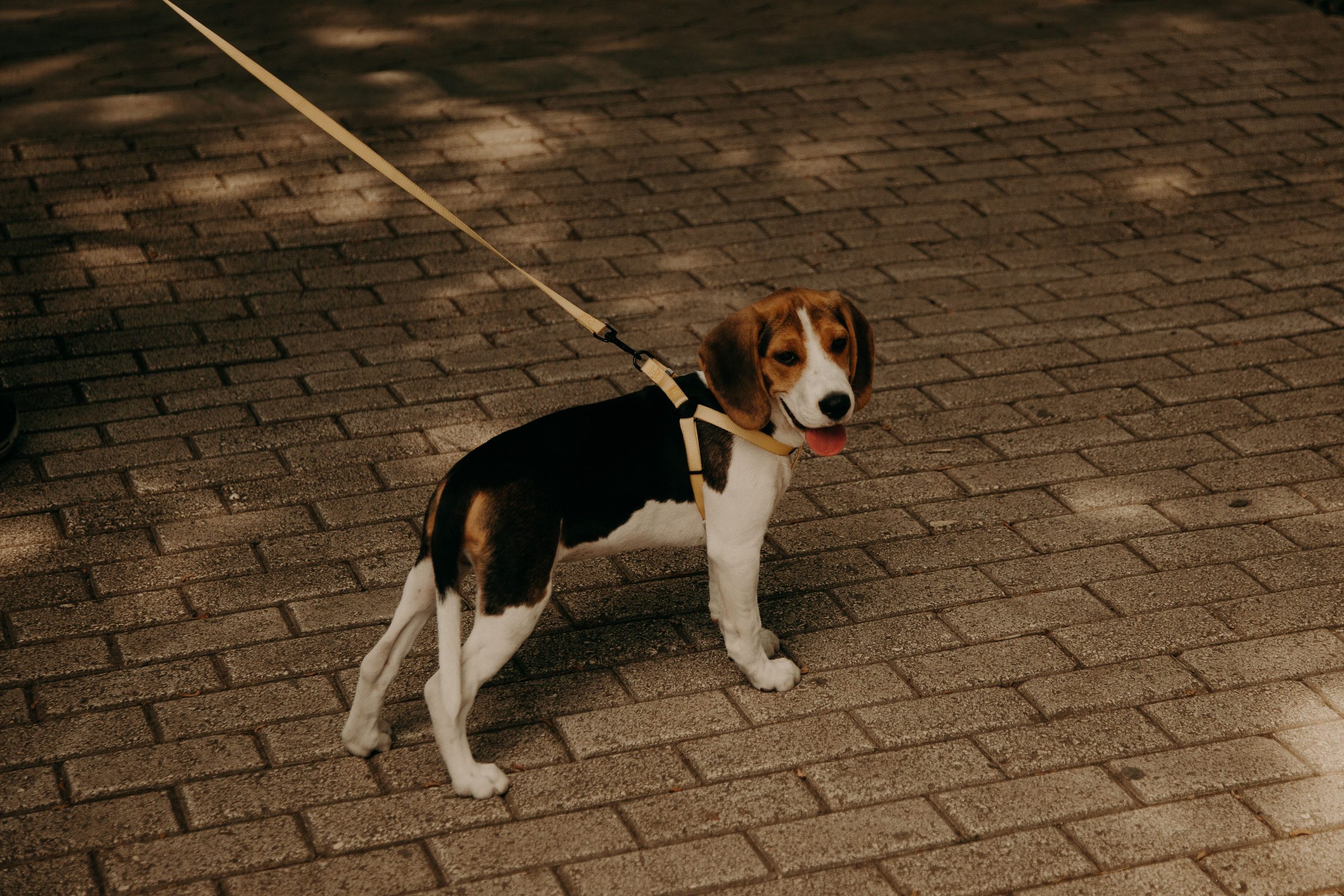 Mon chiot tire en laisse : comment lui apprendre à marcher correctement ?